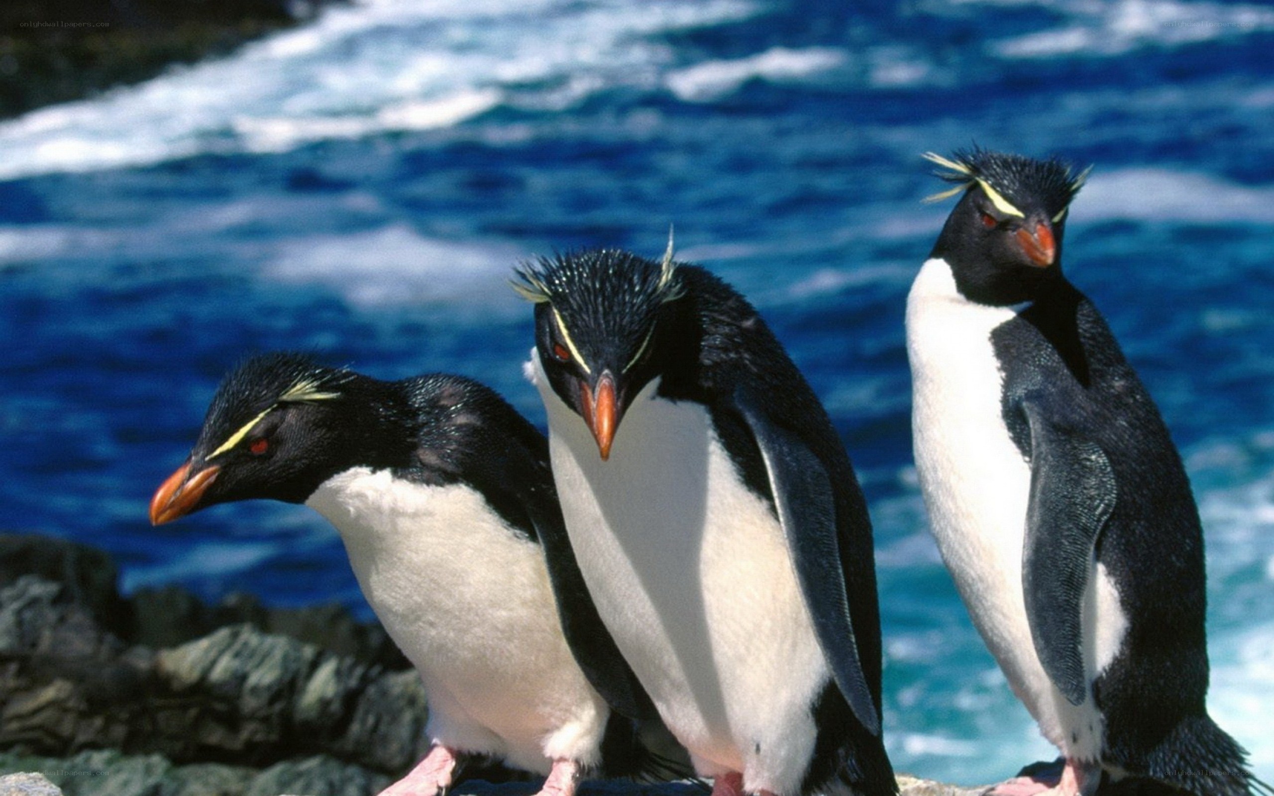 Three penguins on a rocky shore