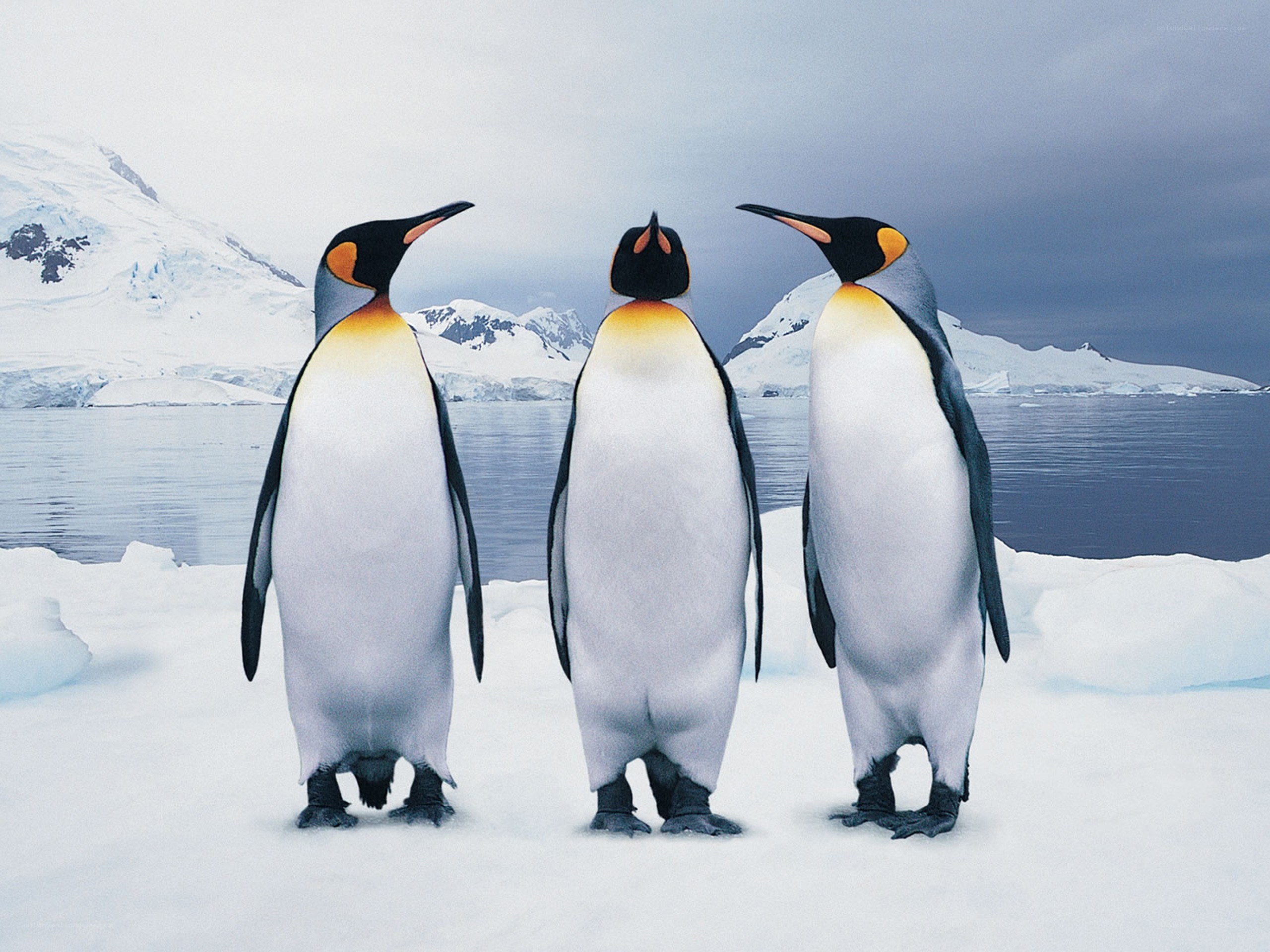 Three penguins on ice