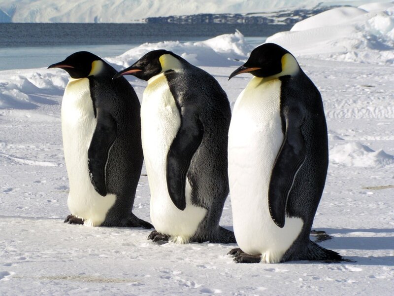 Three penguins on ice