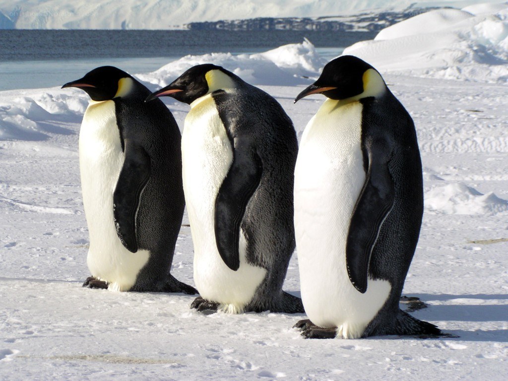 Three penguins on ice