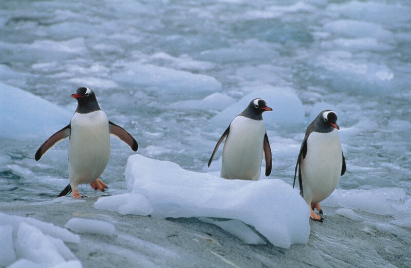 Three Penguins on Ice — White, Cold, Photograph