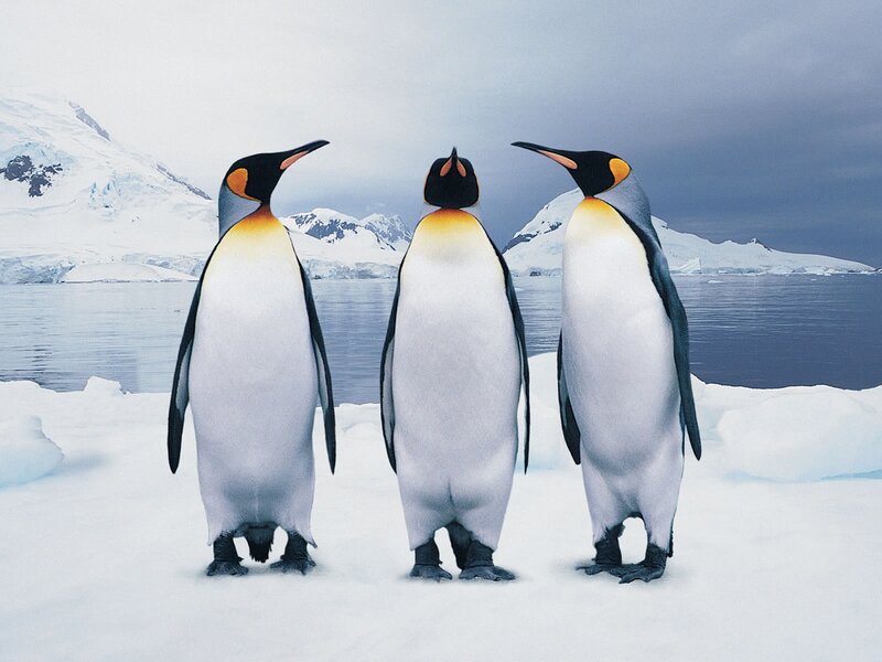 Three Penguins on Ice — White, Cold, Winter, Photograph, Snow, Icebergs