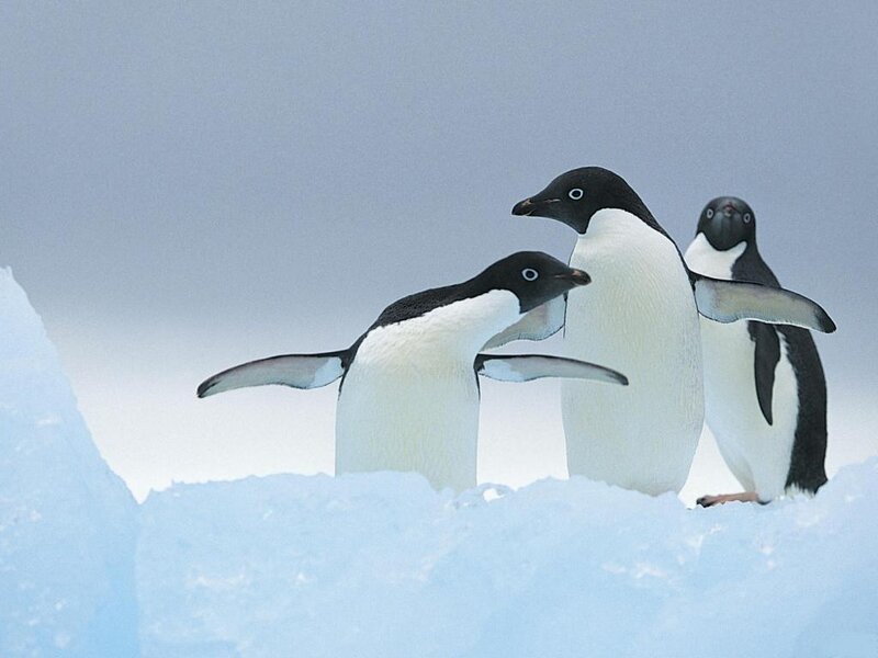 Three Penguins on Ice — White, Cold, Winter