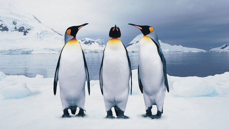 Three Penguins on Ice — White