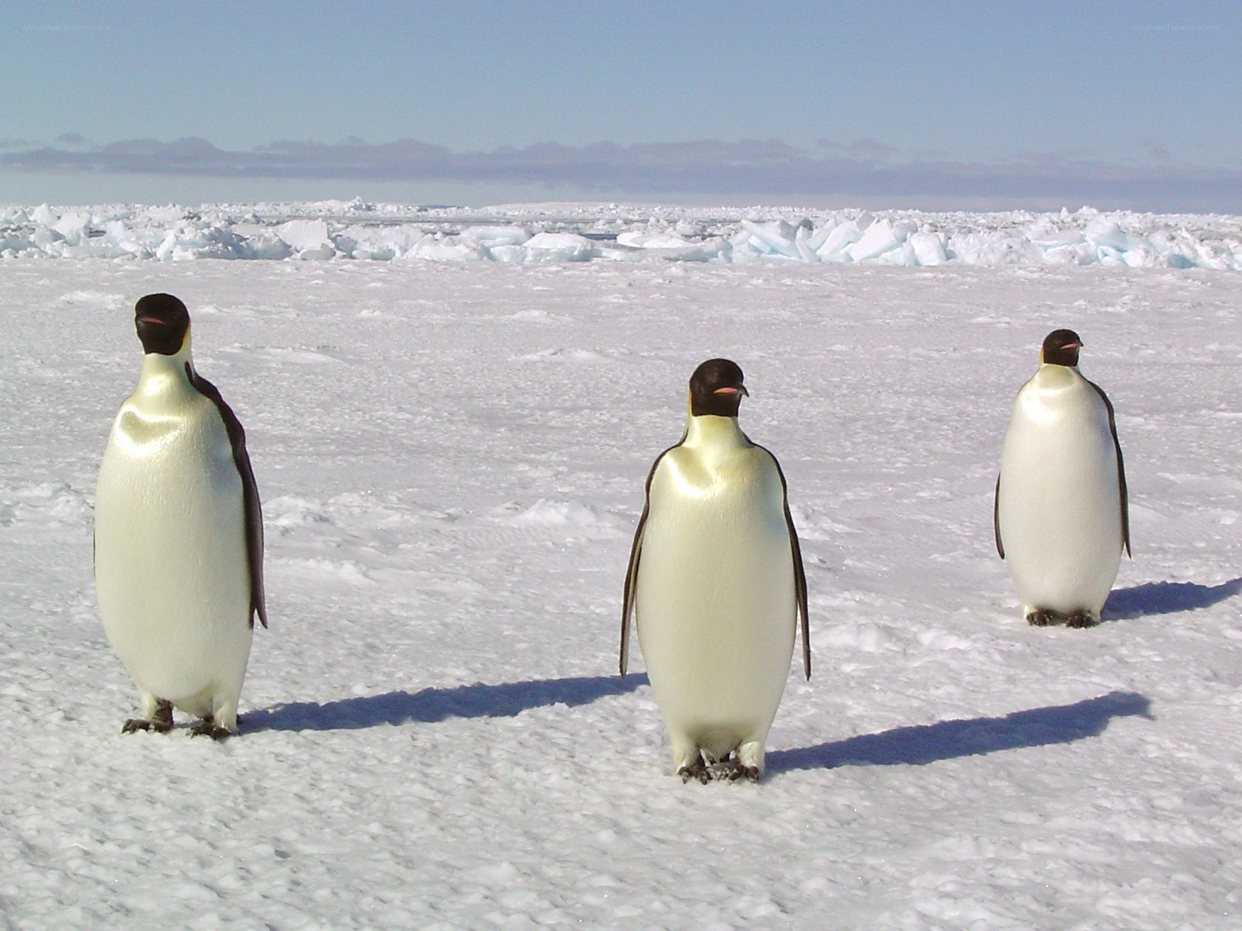 Three penguins on ice