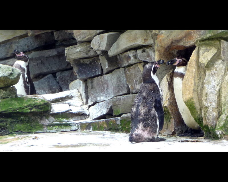 Three Penguins on Rocks — Gray