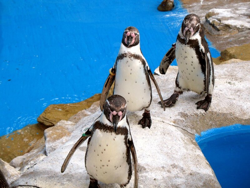 Three penguins on rocks