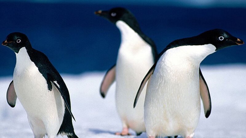 Three penguins on snow