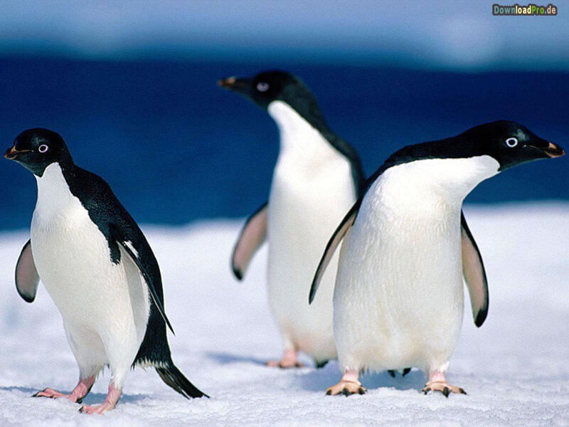 Three Penguins on Snow — White, Cold
