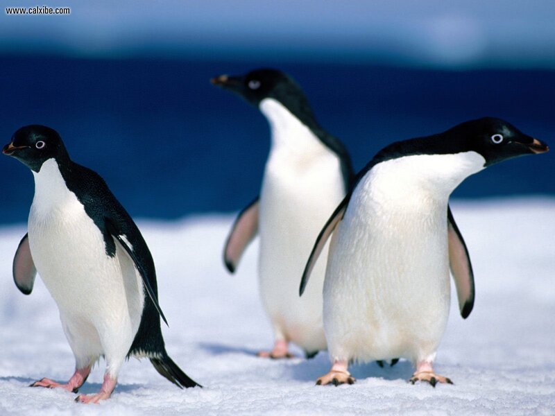 Three Penguins on Snow — White