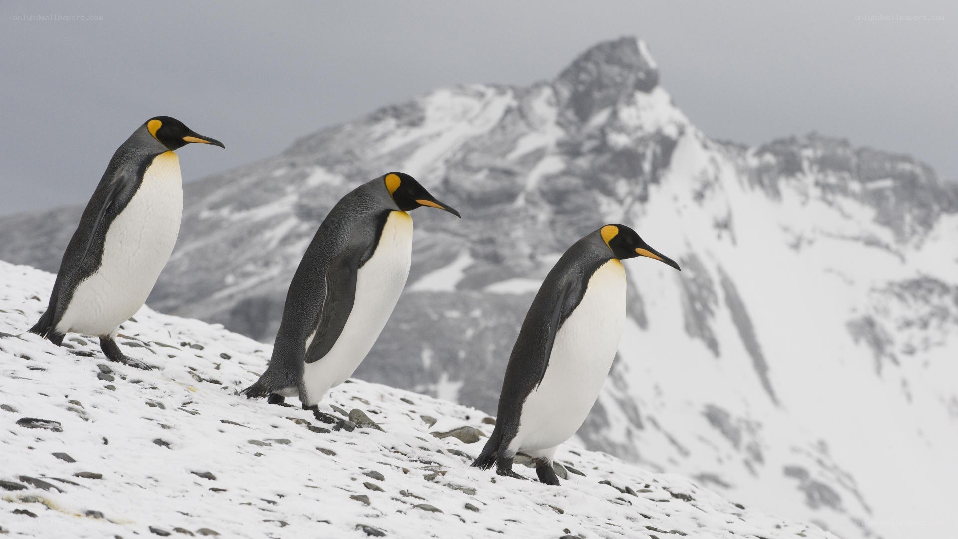 Three penguins on snowy hill
