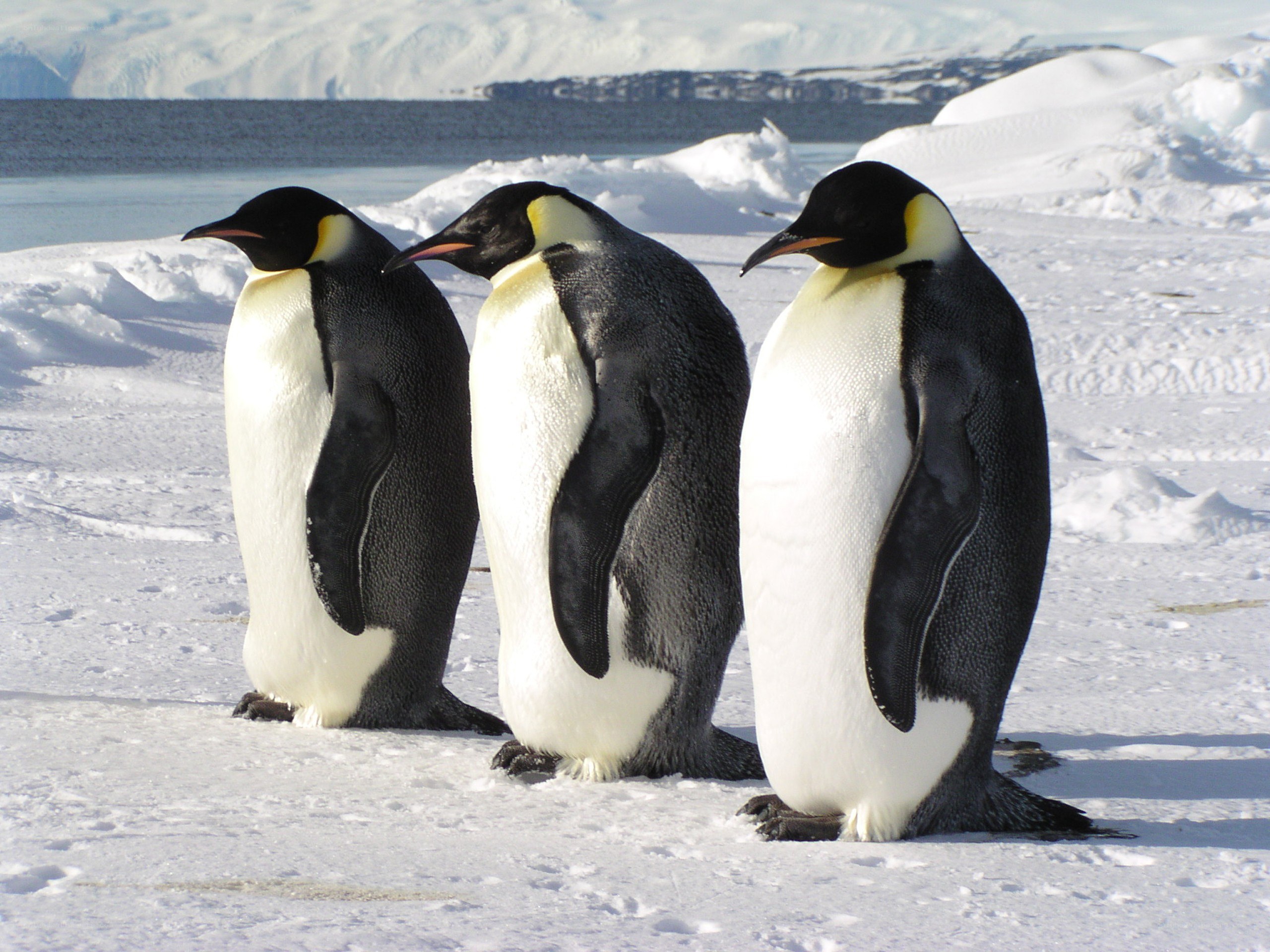 Three penguins on snowy ice