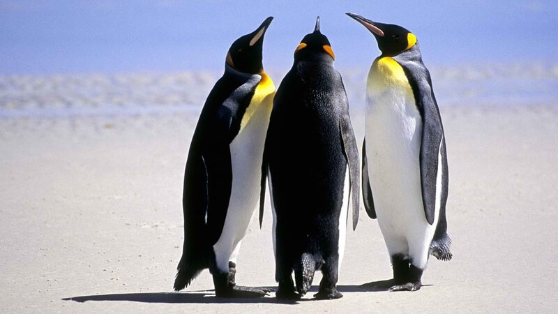Three Penguins Standing — Black