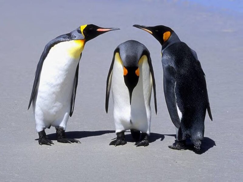 Three Penguins Standing — Gray