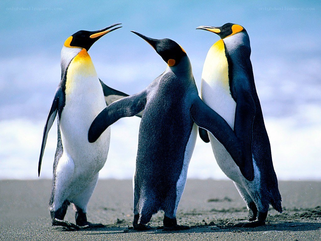 Three penguins standing together