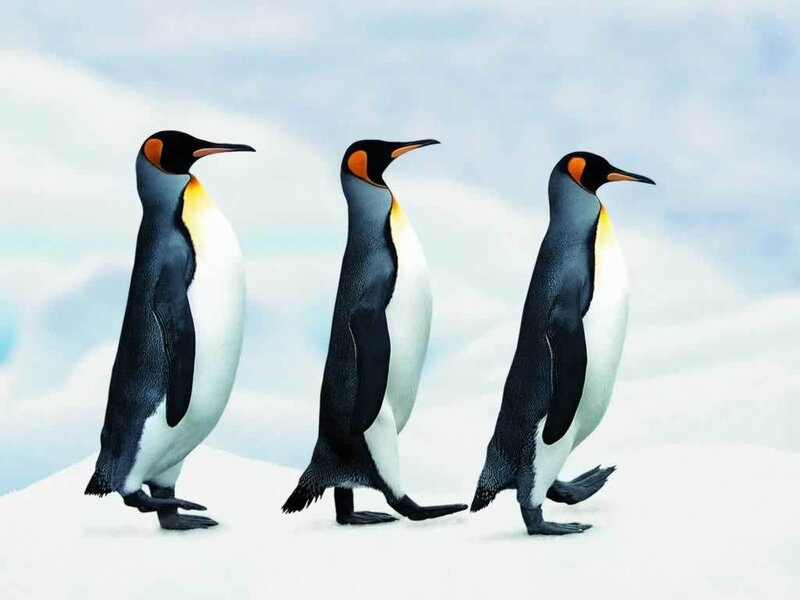 three penguins walking in snow