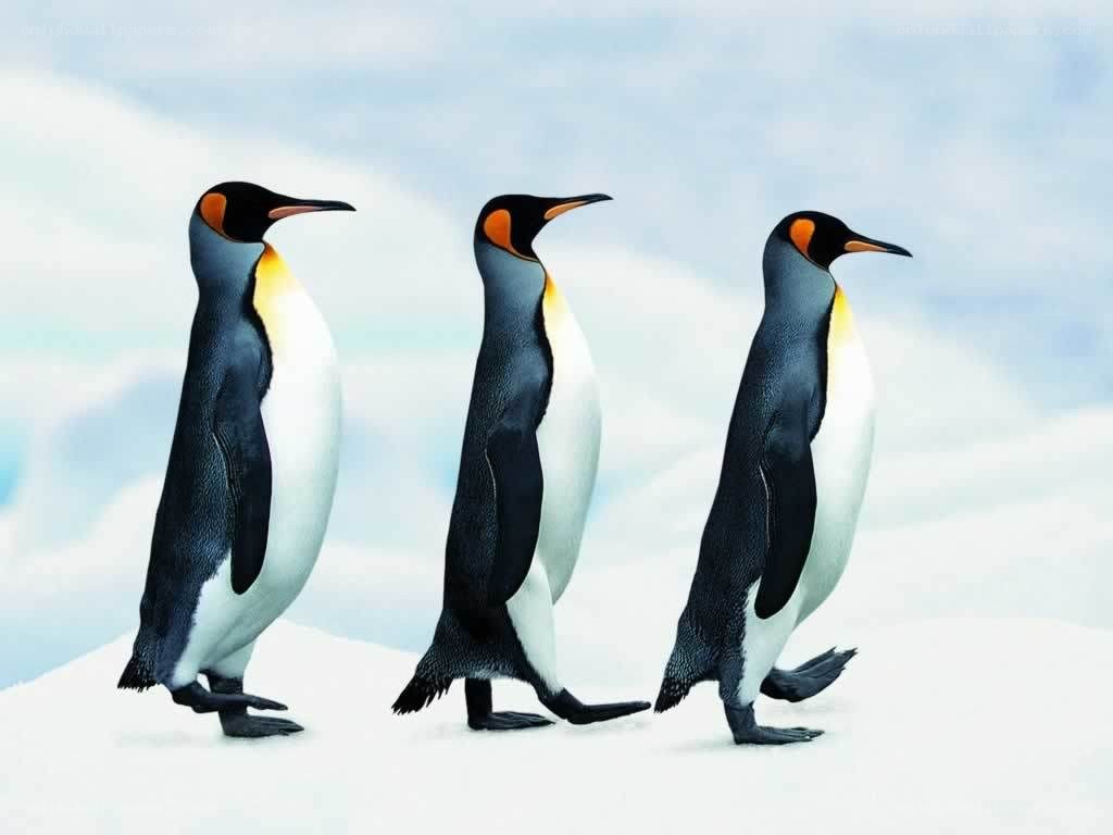three penguins walking in snow