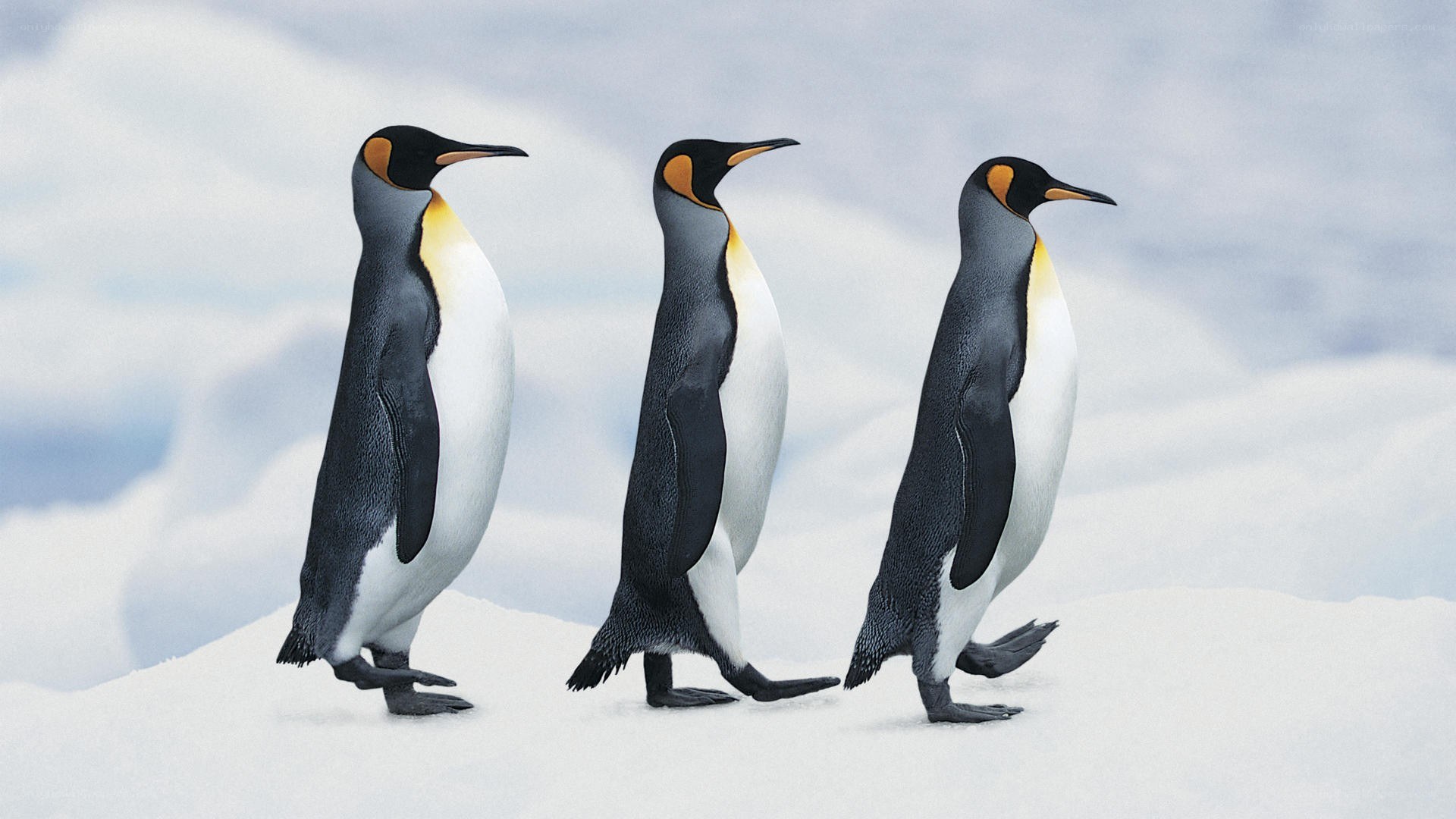 Three penguins walking on snow