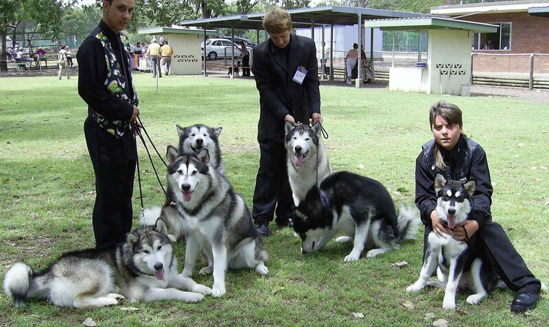 Three People with Husky Dogs