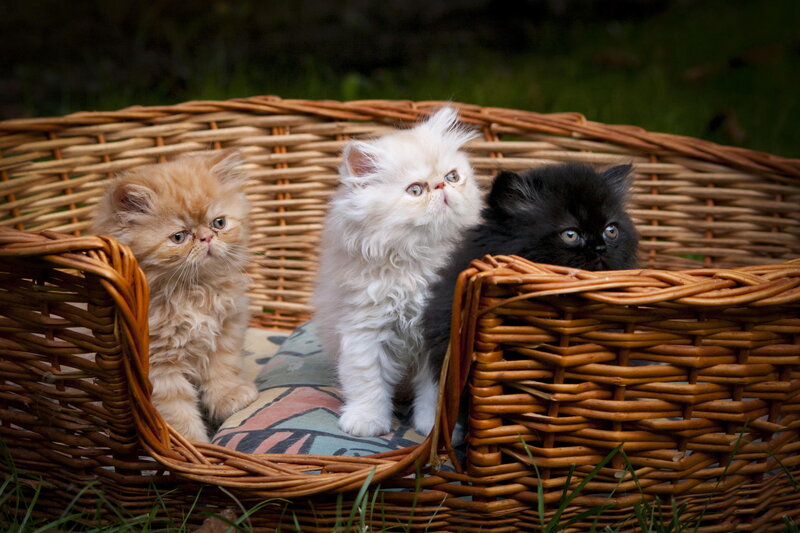 Three Persian Kittens — Brown