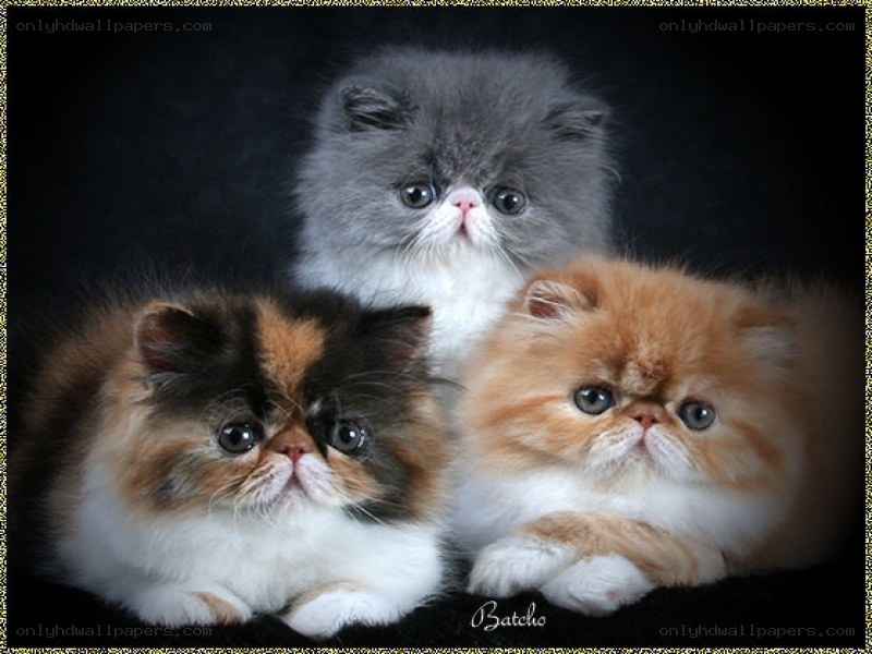 Three Persian kittens
