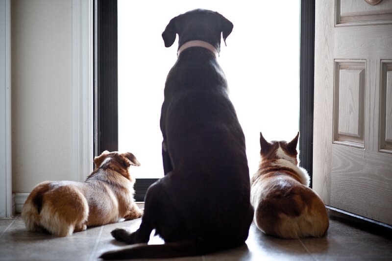 Three Pets at Door