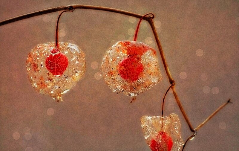 Three Physalis Fruits — Brown