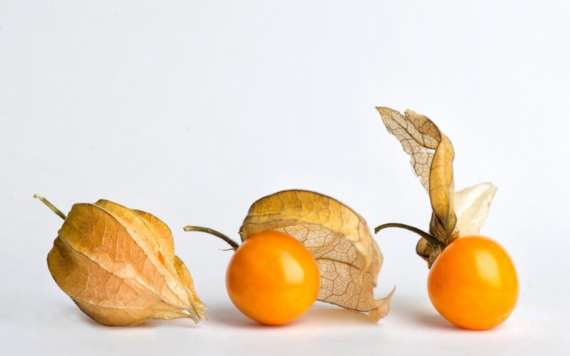 Three Physalis Fruits — Orange
