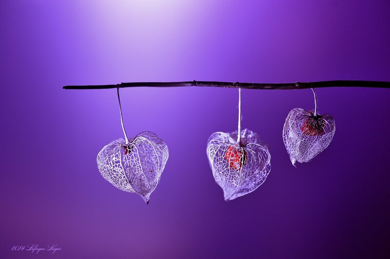 Three Physalis Fruits — Purple