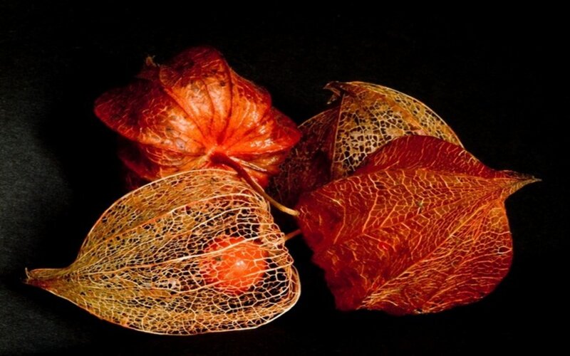Three Physalis Fruits