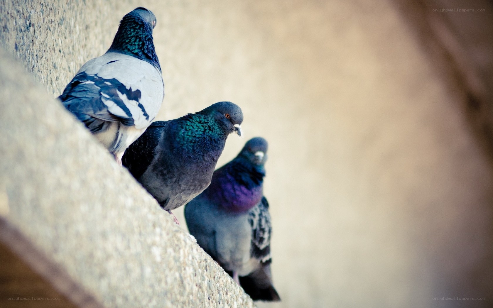 three pigeons on a ledge