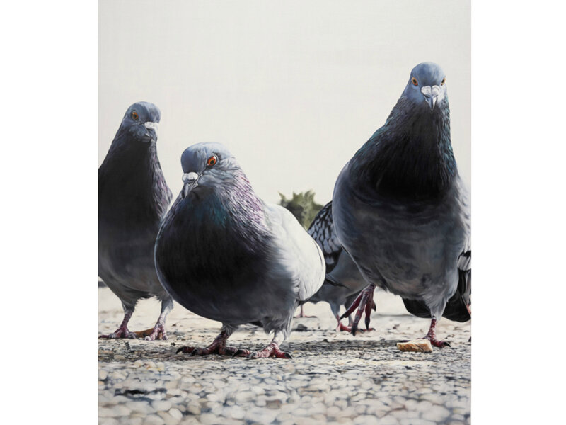 Three Pigeons on Pavement