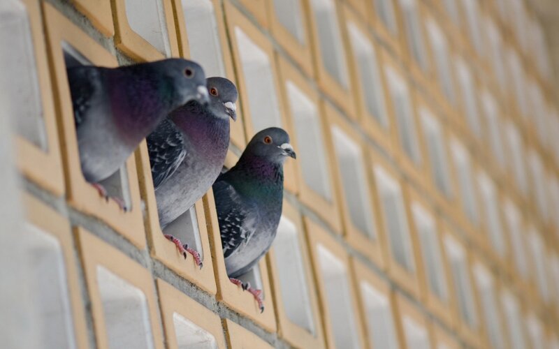 Three Pigeons on Wall — Gray