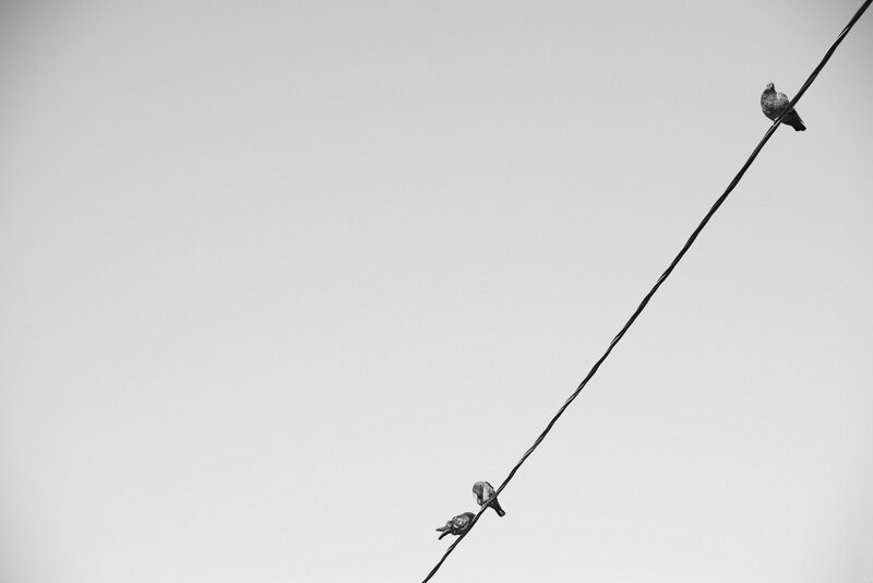 Three Pigeons on Wire