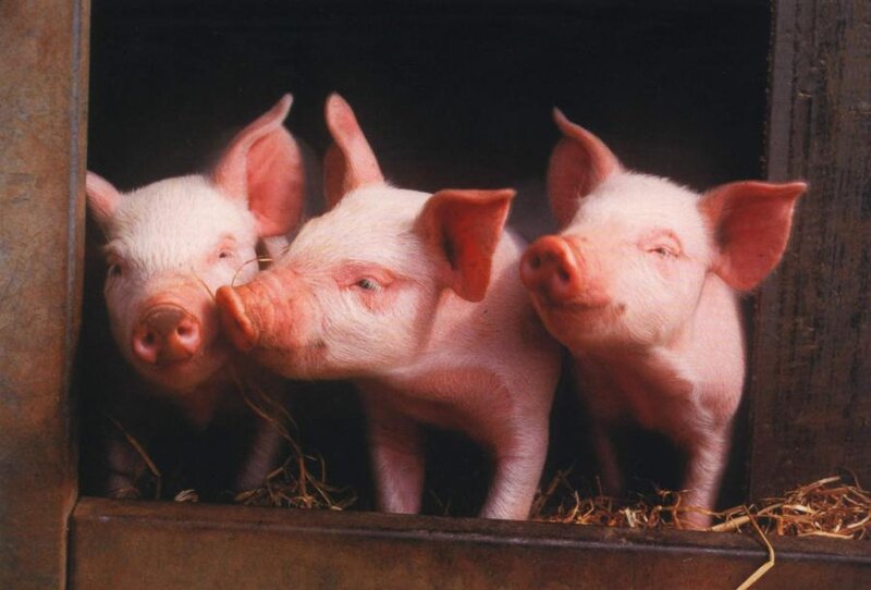 Three Piglets in Pen