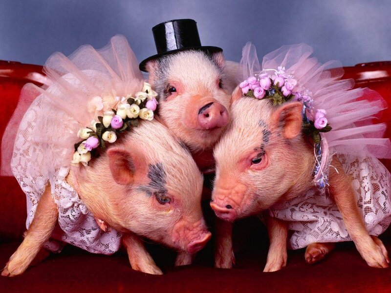 three piglets in wedding attire