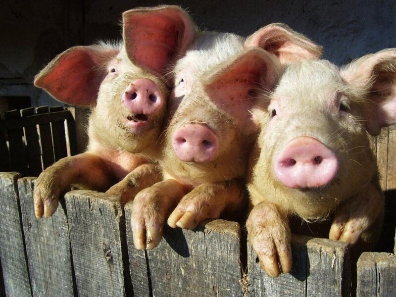 Three Piglets on Fence