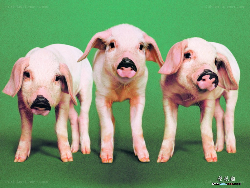 Three piglets on green background