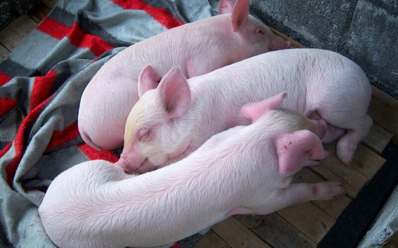 Three piglets sleeping together