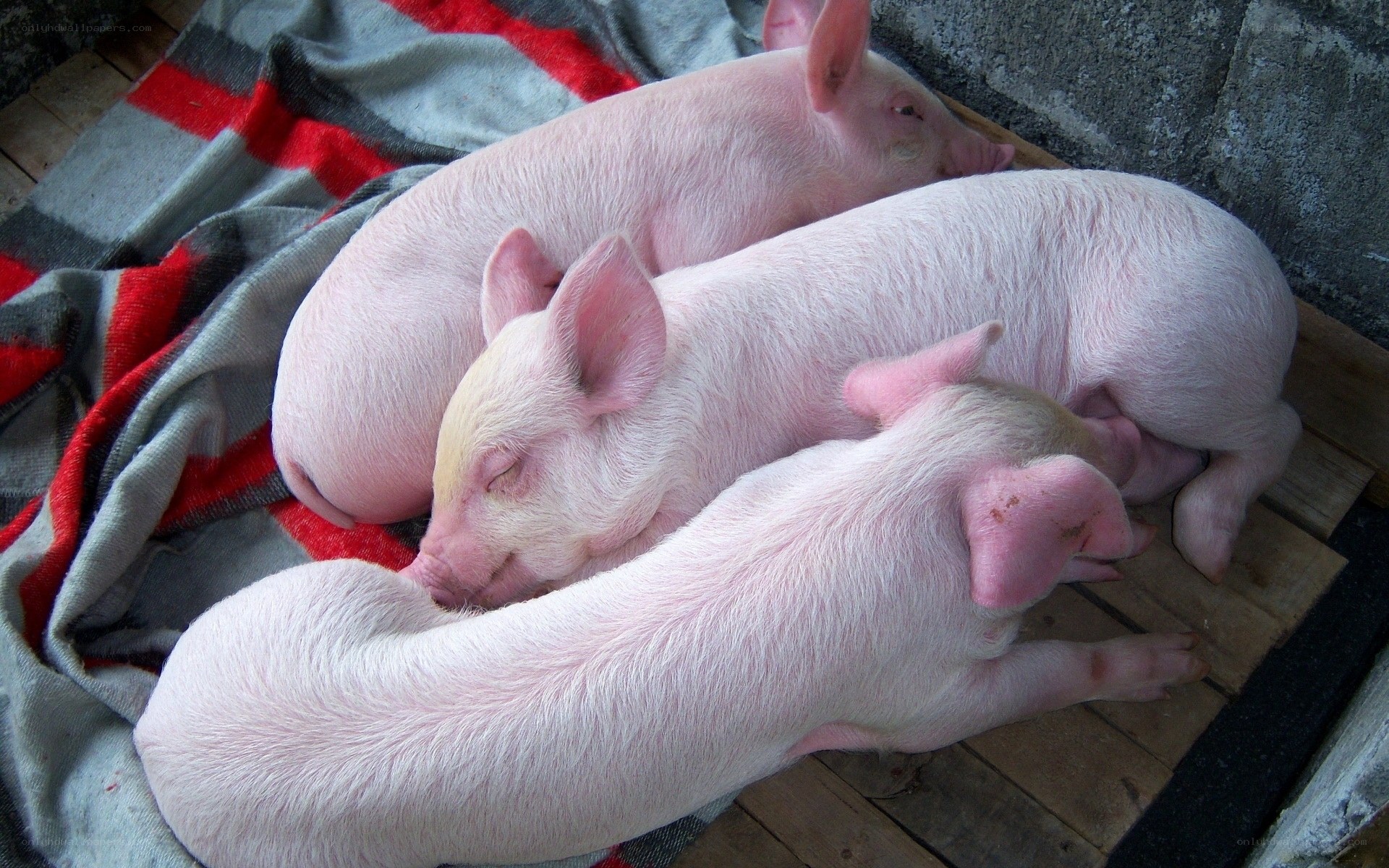 Three piglets sleeping together