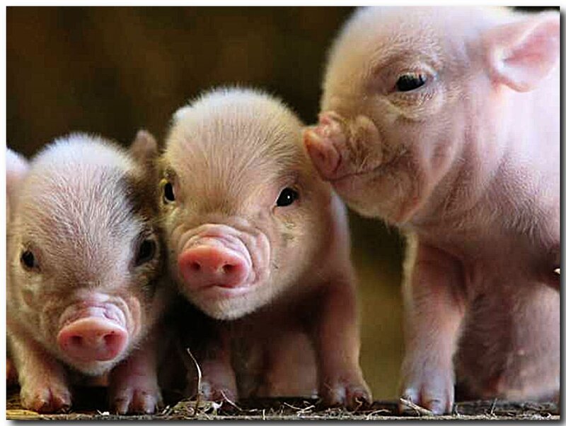 Three Piglets Standing — Pink, Curious
