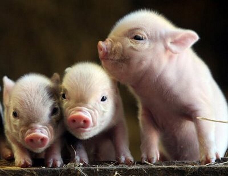 Three Piglets Standing — Pink