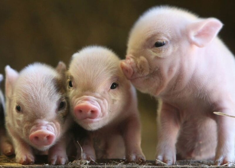 Three Piglets Standing