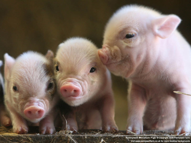 Three piglets standing together