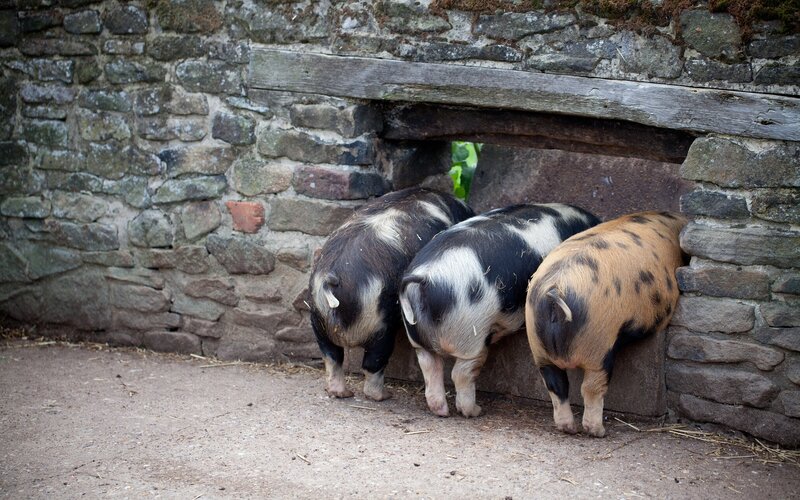 Three Pigs at Doorway
