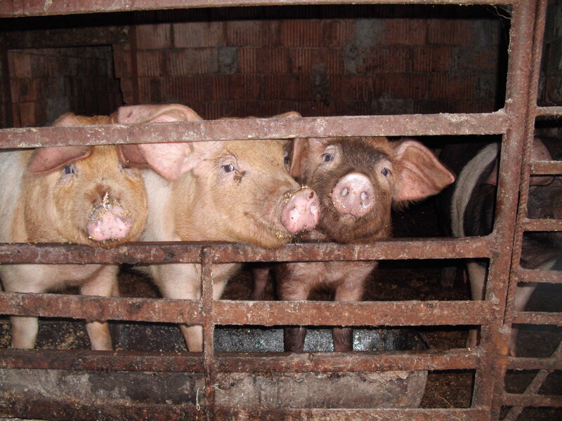 Three Pigs in a Pen