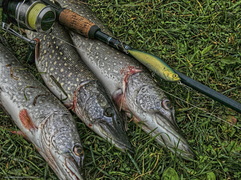 Three pike fish caught