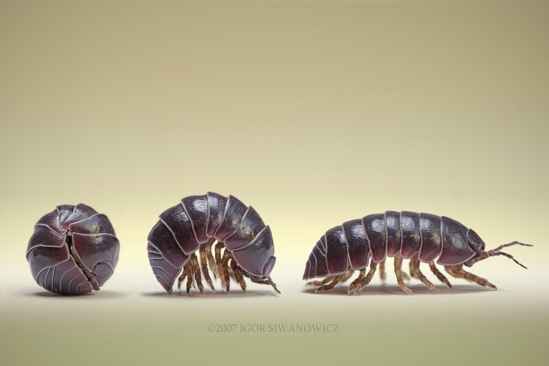 Three pill bugs in different positions