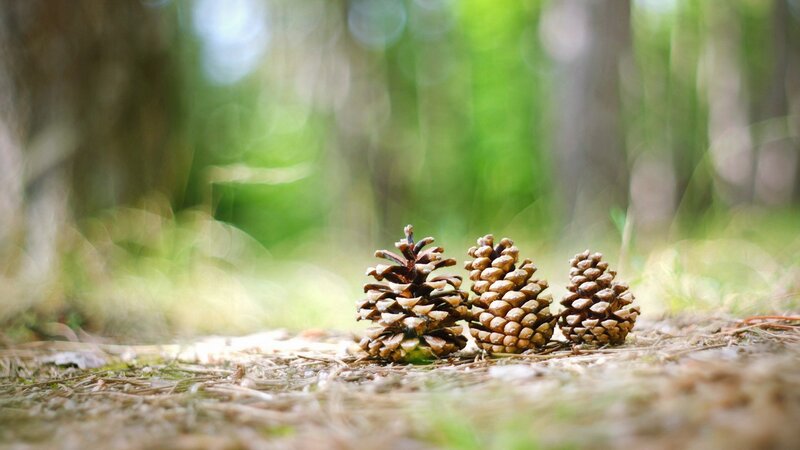 Three pine cones in a forest