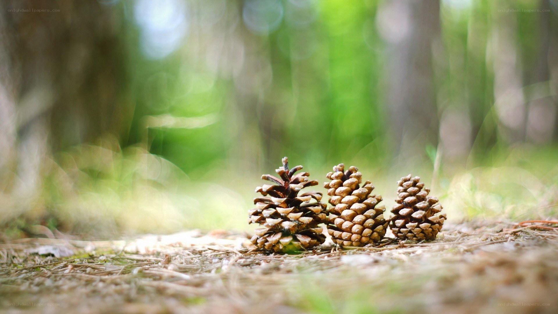 Three pine cones in a forest